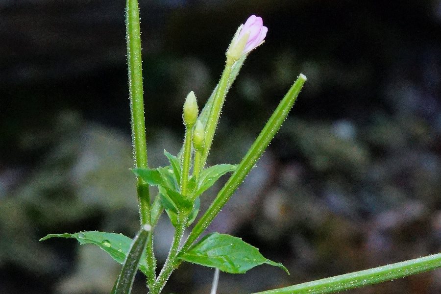 Epilobium da identificare